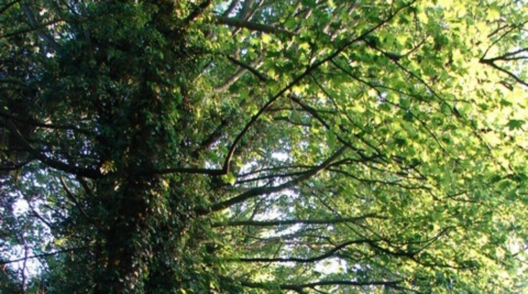 Kuva ”Lusby ja Winceby” käyttäjältä Ian Paterson (CC BY-SA) / rajattu alkuperäisestä kuvasta