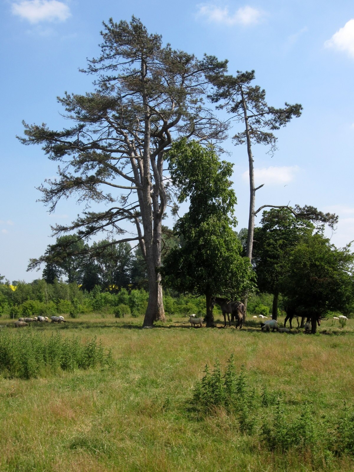Foto “Greens Norton” tomada por Philip Jeffrey (CC BY-SA); recorte de la original