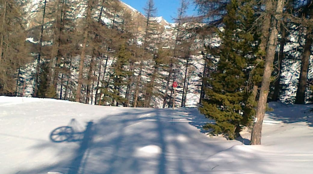 Photo "La Foret Blanche" by Hungarian skier (CC BY) / Cropped from original