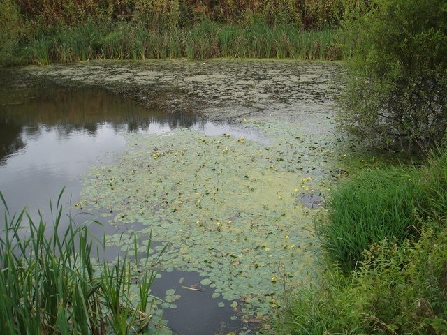 Treeton Dyke southern corner A good area for dragonflies on the edge of Treeton dyke