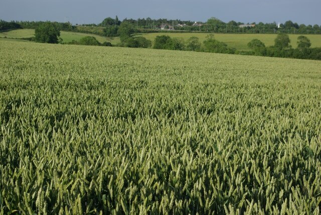 Kuva ”Thorpe Malsor” käyttäjältä Stephen McKay (CC BY-SA) / rajattu alkuperäisestä kuvasta