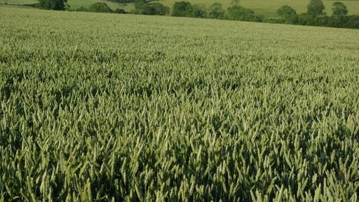 Kuva ”Thorpe Malsor” käyttäjältä Stephen McKay (CC BY-SA) / rajattu alkuperäisestä kuvasta