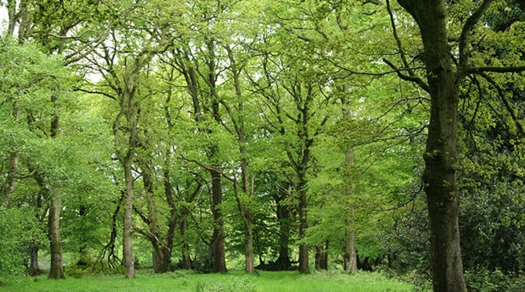 "Churchstanton"-foto av Martin Bodman (CC BY-SA) / Urklipp från original