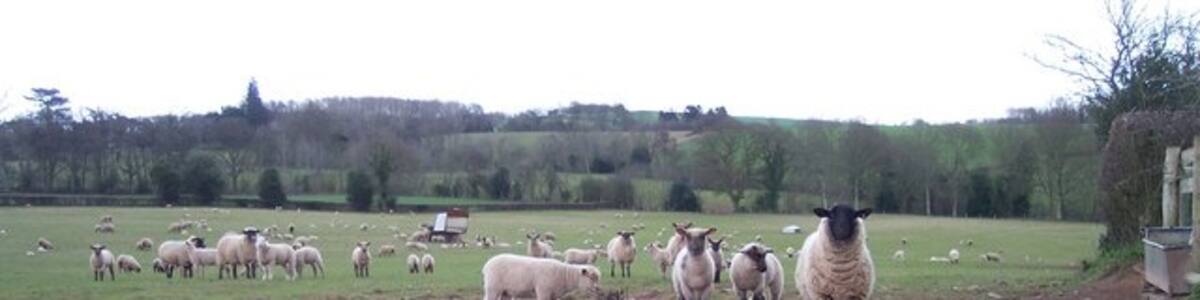 Photo "Curious Sheep Mothers with young lambs decided we were not too dangerous and came to investigate the intruders, though they would not come any closer than pictured here." by Bob Embleton (Creative Commons Attribution-Share Alike 2.0) / Cropped from original