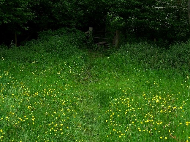 Lawsbrook field, Shillingstone, Dorset. The public footpath across Lawsbrook has a small railway sleeper bridge across the tiny Lawsbrook stream at its north end. If you walk across Lawsbrook, please don't allow your dogs to run over the grass nor to foul it - it is intended to be eaten by other animals.