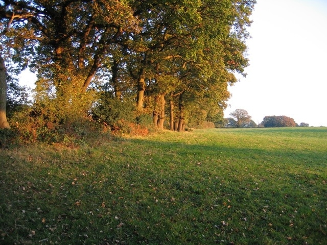 Field boundary in the afternoon sun Taken from the public footpath in the corner of the field, the afternoon sun gives a warm glow to the trees that mark this old field boundary.