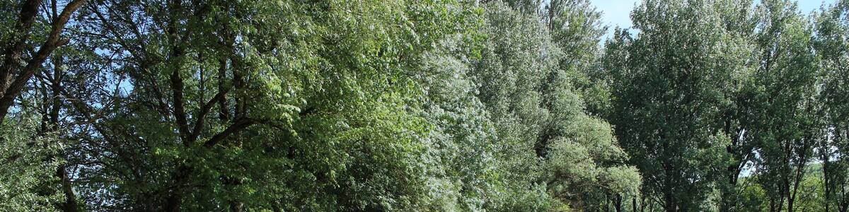 Photo "Bridge of Laval, formerly on the Vère river, in the french commune of Puycelsi" by Aristoi (Creative Commons Attribution-Share Alike 3.0) / Cropped from original