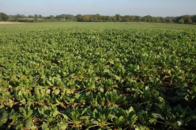 Crop of turnips in a field near Greenstreet Farm, Alfrick