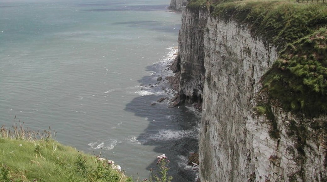 Photo "Bempton Cliffs" by Bruce McDowall (CC BY-SA) / Cropped from original