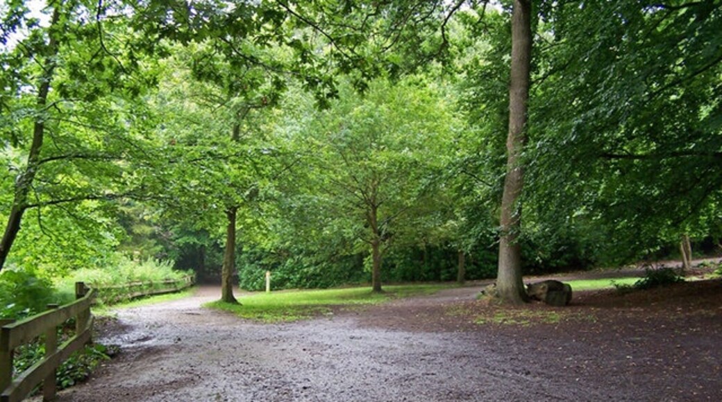 Foto „Holly Hill Woodland Park“ von Richard Dorrell (CC BY-SA)/zugeschnittenes Original