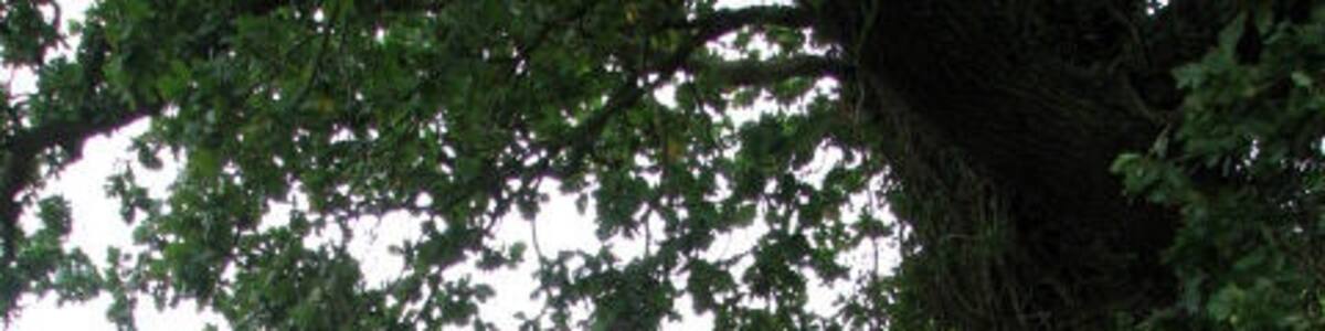 Photo "Stewks Hall Drift This drift connects Whitwell Road with Grove Lane near Sparham House." by Evelyn Simak (Creative Commons Attribution-Share Alike 2.0) / Cropped from original