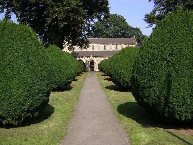 Clipped Yews. A neatly clipped avenue of Yews leads to the south door of St.Hybald's church in Scawby