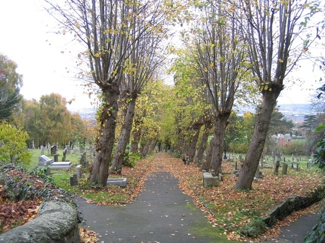 The graveyard footpath at Hawarden St Deiniol. Looking north along the footpath through the graveyard. The avenue of pollarded trees seem to have been shaped by the west wind. See also 280298, which is the footpath from the opposite direction. There is also a path to the left 629134 and a path to the right 629130.