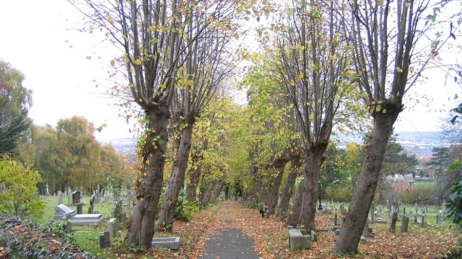 Photo "The graveyard footpath at Hawarden St Deiniol. Looking north along the footpath through the graveyard. The avenue of pollarded trees seem to have been shaped by the west wind. See also 280298, which is the footpath from the opposite direction. There is also a path to the left 629134 and a path to the right 629130." by John S Turner (Creative Commons Attribution-Share Alike 2.0) / Cropped from original