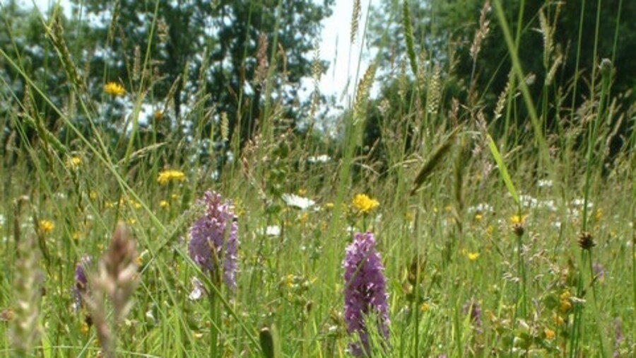 Photo "Winllan Wildlife Garden — Hay Meadow with wild flowers including rare marsh orchids. [1]" by Ian Knox (Creative Commons Attribution-Share Alike 2.0) / Cropped from original
