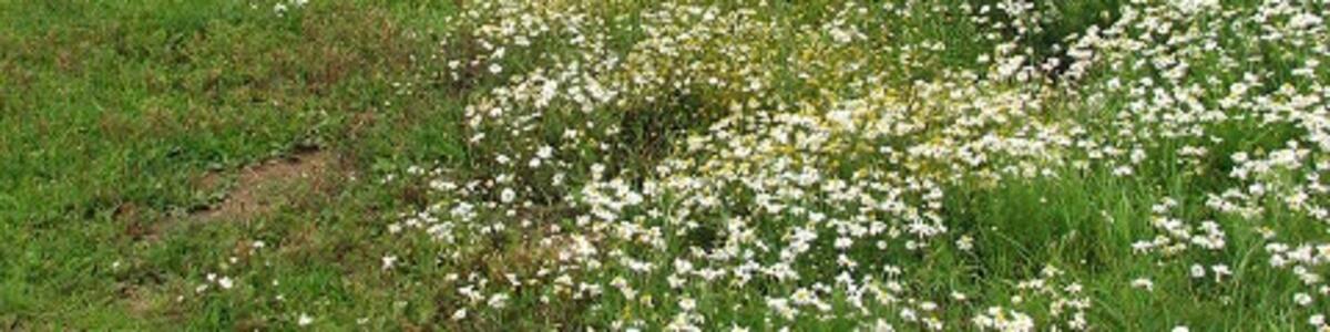 Photo "Bridleway leading north. This public bridleway starts by a sharp bend in Beck Lane; it runs in northerly direction, following the course of a small stream, before changing its direction to easterly and emerging on Stow Heath Lane > 1004545." by Evelyn Simak (Creative Commons Attribution-Share Alike 2.0) / Cropped from original