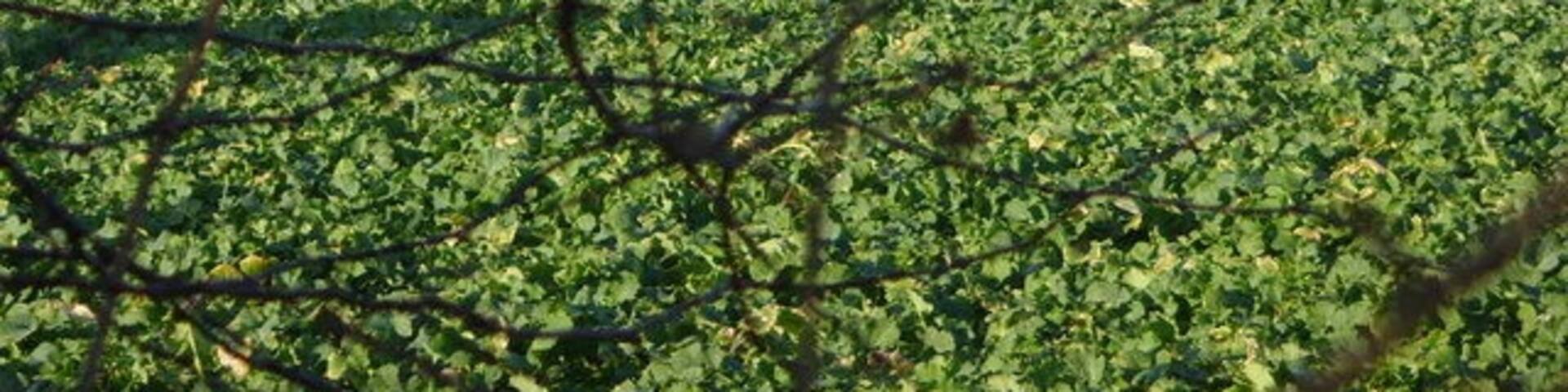 Trig Point on land owned by Oak House Farm This trig point was only just visible through the leafless hedge.
