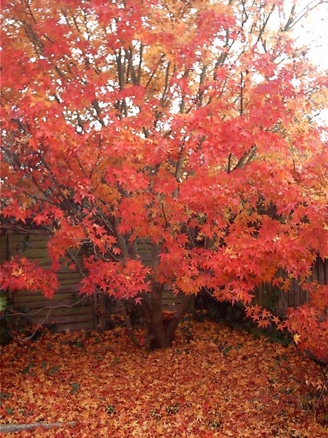 Full autumn colour Acer in autumn colour