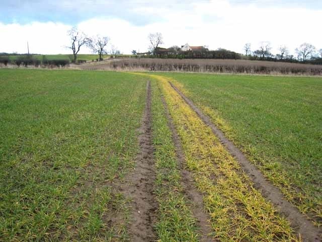 Footpath near Amerston Hill The line of this footpath across the field is marked by yellow vegetation (application of weedkiller?). Amerston Hill in the background.