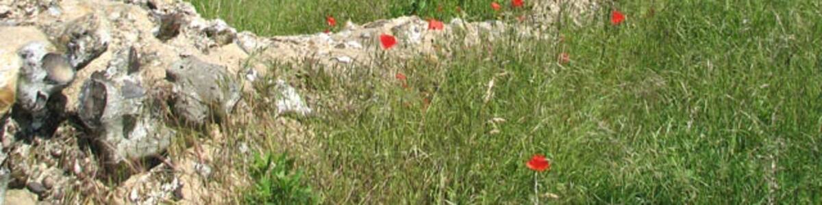 Photo "Venta Icenorum - view along the north wall, near to Caistor st Edmund, Norfolk, Great Britain. Old Hall Farm can be seen in the background (in adjacent grid square). Before the arrival of the Romans in the area, Norfolk and Suffolk were the home of the Iceni, who in AD 61 rebelled against Roman rule, led by their Queen Boudica. The revolt was suppressed and the town of Venta Icenorum was established in order to bring stability to the area. 'Venta Icenorum' means 'Market Place of the Iceni'. The outline of the streets, which are arranged in a rectangular pattern, can be seen in dry weather as brown lines in the grass, where sheep now graze a large pasture which once used to be the town centre. A massive flint and stone wall of up to 7 metres high and 4 metres thick, and an outer ditch were constructed in the late AD 200s to defend the town which by then had decreased in size to about 14 hectares. The ditch was 24 metres wide and about 5 metres deep. The site is owned and managed by the Norfolk Archaeological Trust and can best be seen from elevated positions of the A140 (Ispwich Road) or from the main London to Norwich railway line. There are two signposted walks, one leading around the Roman defences, the other following the course of the River Tas. Just to the east of the site there is a Early Saxon cemetery, and on raised ground to the north both an Iron Age burial site and Saxon cemetery have been excavated. The Arminghall Henge is located to the north-east." by Evelyn Simak (Creative Commons Attribution-Share Alike 2.0) / Cropped from original