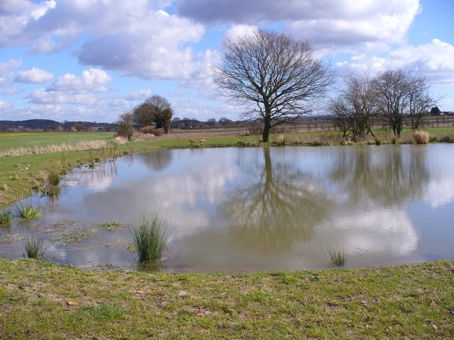 Pond North-east of Kingsley The small stream has been dammed to make a pond. On the far side is a bench for the benefit of anglers.