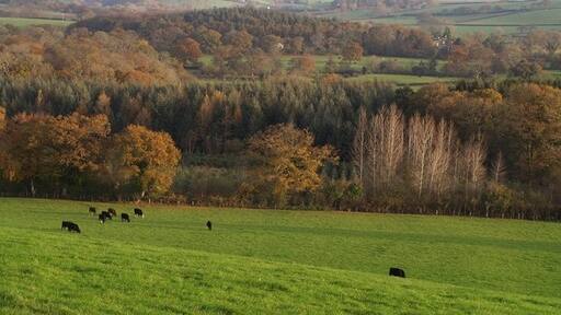 Foto "St. Stephens by Launceston Rural" de Derek Harper (CC BY-SA) / Recortada do original