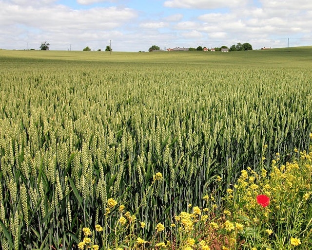 The Flints. A view over the very rural landscape found in this grid square.On the horizon can be seen the row of cottages along the old A505 (Luton Road) near Offley