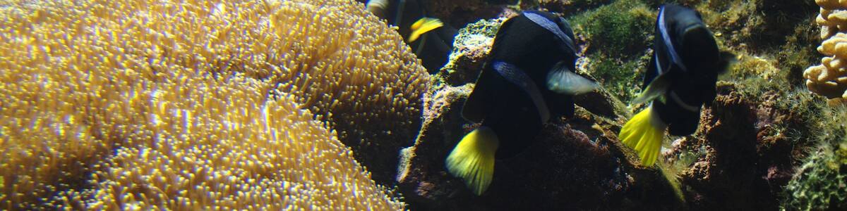 Photo "aquarium introduces native sea animals." by harum.koh (Creative Commons Attribution-Share Alike 2.0) / Cropped from original