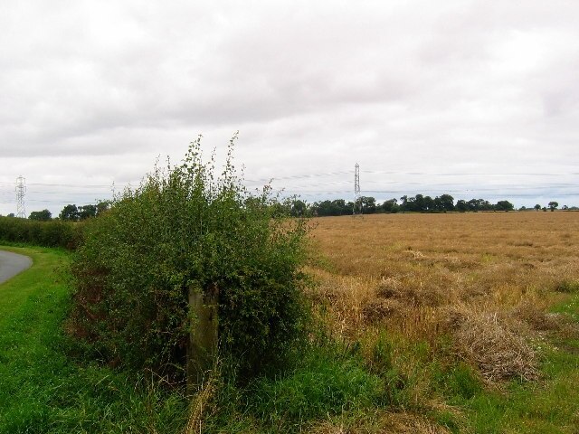 Foto “Swine” tomada por Stephen Horncastle (CC BY-SA); recorte de la original