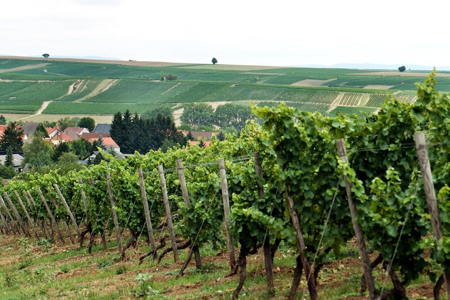Saulheim, vineyards