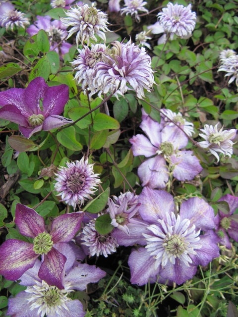 Kuva ”Barnham ja Eastergate” käyttäjältä Leonora Enking (CC BY-SA) / rajattu alkuperäisestä kuvasta