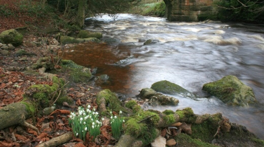 Photo "Marske" by Mick Garratt (CC BY-SA) / Cropped from original