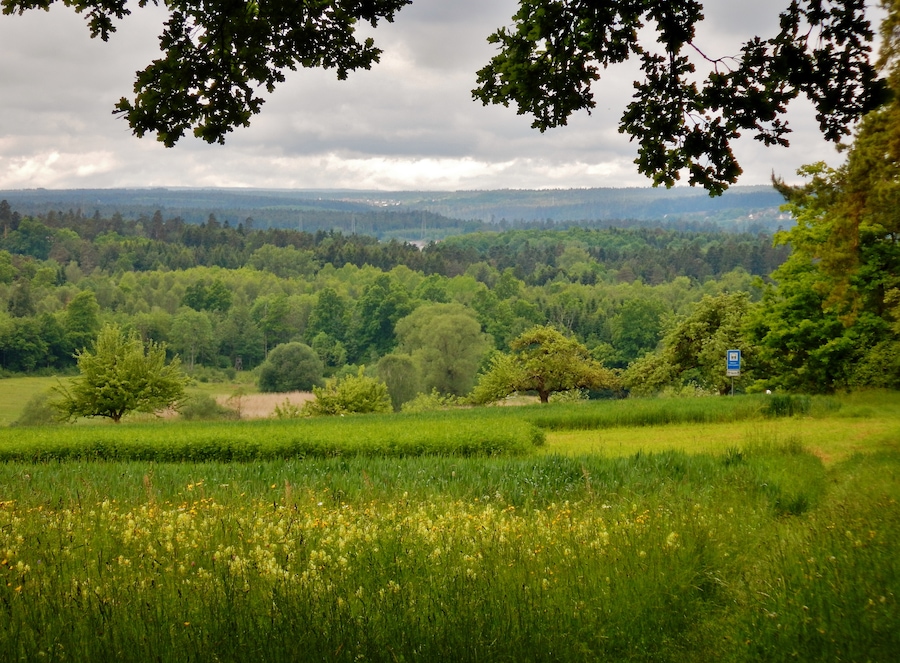 Blumenwiese am Schwarzwald-Schwäbische-Alb-Allgäu-Weg (HW 5)