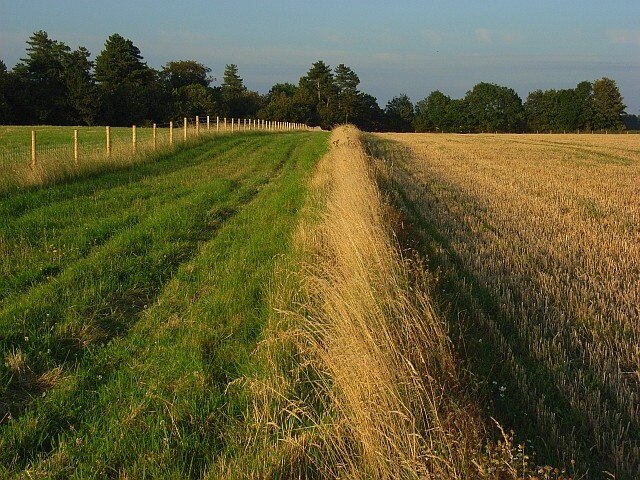 Farmland, Great Durnford On a footpath in the middle of Ogbury, a hill-fort, looking ahead to Catsbrain, the plantation.