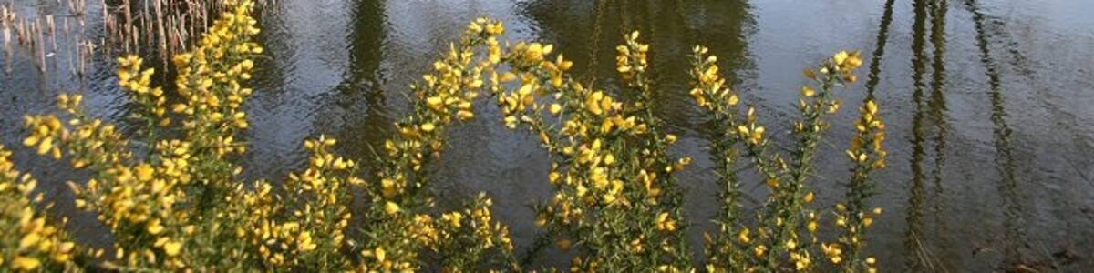 Photo "Village pond, Bacton This attractive pond is situated at the heart of the village, with the pub, post office stores and garage all close at hand." by Bob Jones (Creative Commons Attribution-Share Alike 2.0) / Cropped from original