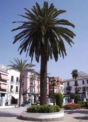 Palmera de Rute