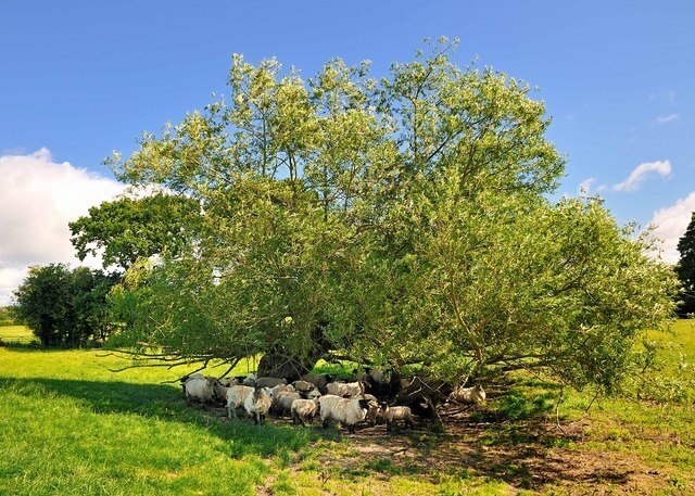 Billede "Kinnerley" af Rod Trevaskus (CC BY-SA) / beskåret fra det originale billede