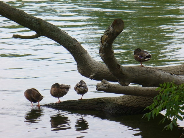 Ducks at Rest The Thames is rich in wildfowl. Some of these ducks prefer monopedal resting!