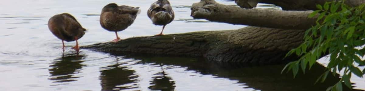 Photo "Ducks at Rest The Thames is rich in wildfowl. Some of these ducks prefer monopedal resting!" by Colin Smith (Creative Commons Attribution-Share Alike 2.0) / Cropped from original