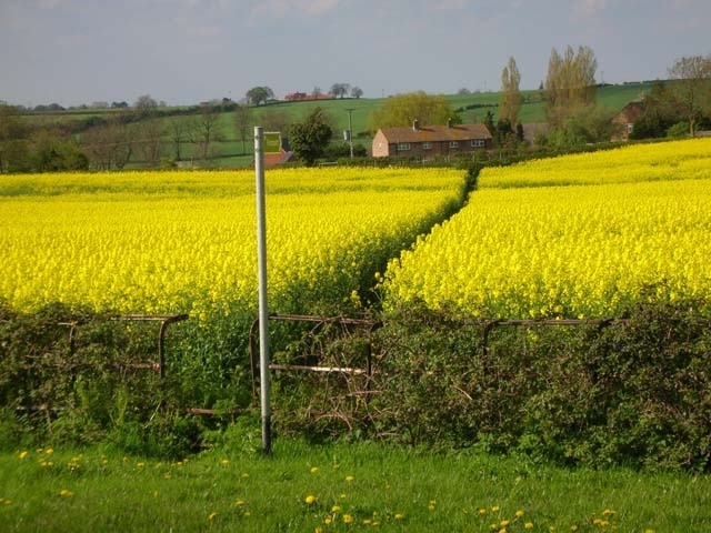 Footpath through oil seed rape. The footpath runs from the B645 road to Chelveston village.