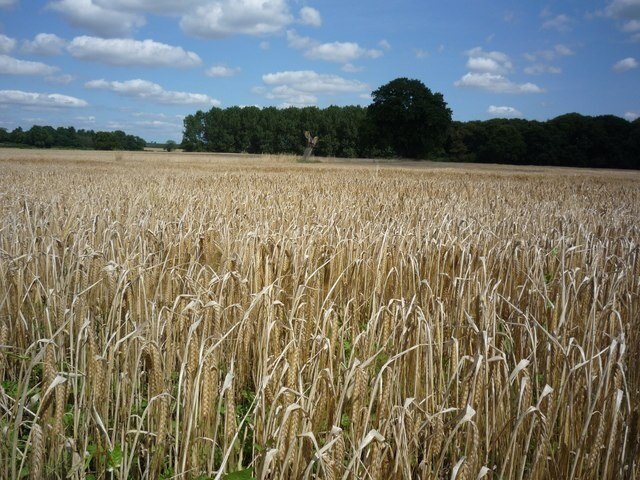 Photo "Harton" by DS Pugh (CC BY-SA) / Cropped from original