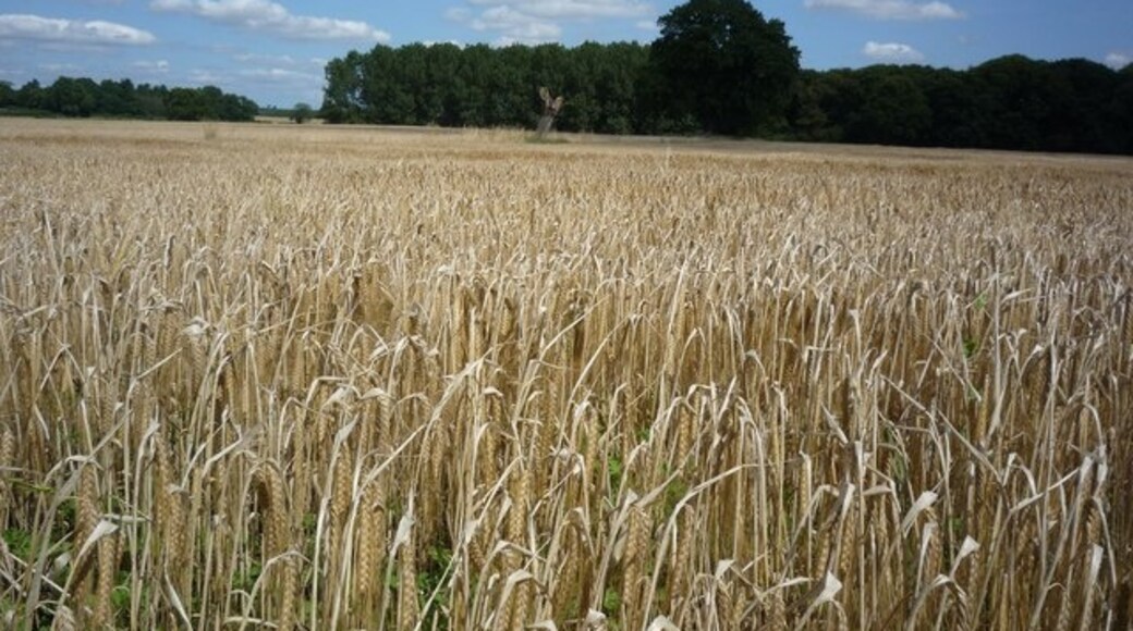 Photo "Harton" by DS Pugh (CC BY-SA) / Cropped from original