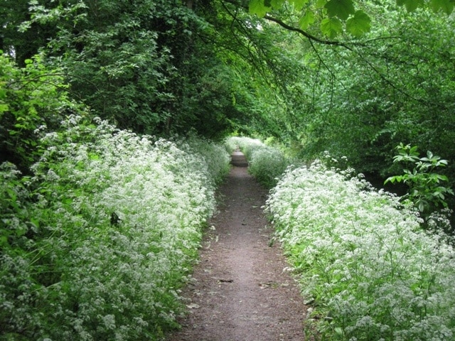 Cow Parsley takes over the Edge of the Canal Towpath in May. A month later than some of the other photographs but the canal edge has been taken over by cow parsley. This actually provides a screen which one can look over and see the young water birds - and much of the time they don't seem to notice you. See 1235539