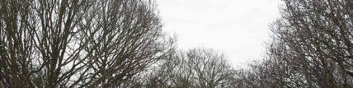 Photo "Reserve Steps These steps lead from a footpath beside the A127 to the Noak Bridge Nature Reserve. For more information see http://nbnrs.noakbridge.net/ or http://www.basildon.gov.uk/index.aspx?articleid=2409" by Glyn Baker (Creative Commons Attribution-Share Alike 2.0) / Cropped from original