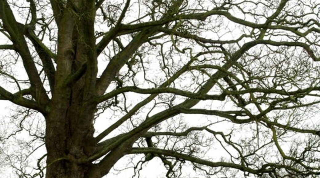 Kuva ”Searby cum Owmby” käyttäjältä Andy Beecroft (CC BY-SA) / rajattu alkuperäisestä kuvasta