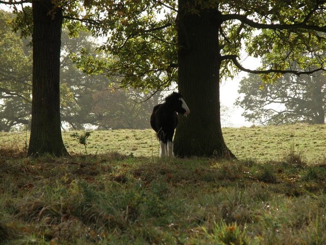 Foto “Conington” tomada por Michael Trolove (CC BY-SA); recorte de la original