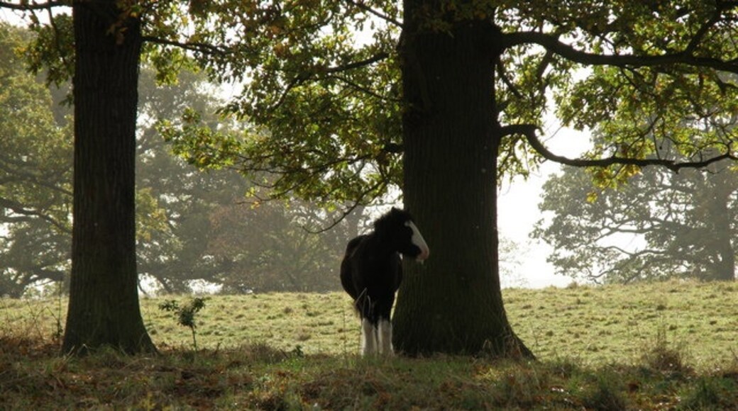 Foto “Conington” tomada por Michael Trolove (CC BY-SA); recorte de la original