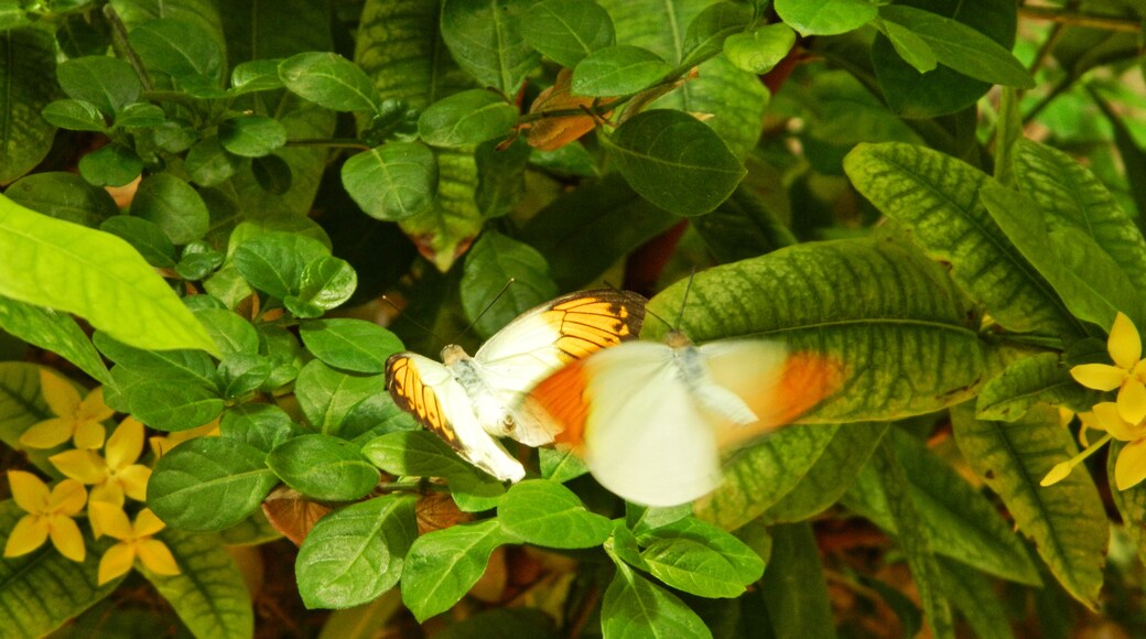 hh oldman (CC BY) 的「帕米多公園」相片 / 裁剪自原有相片