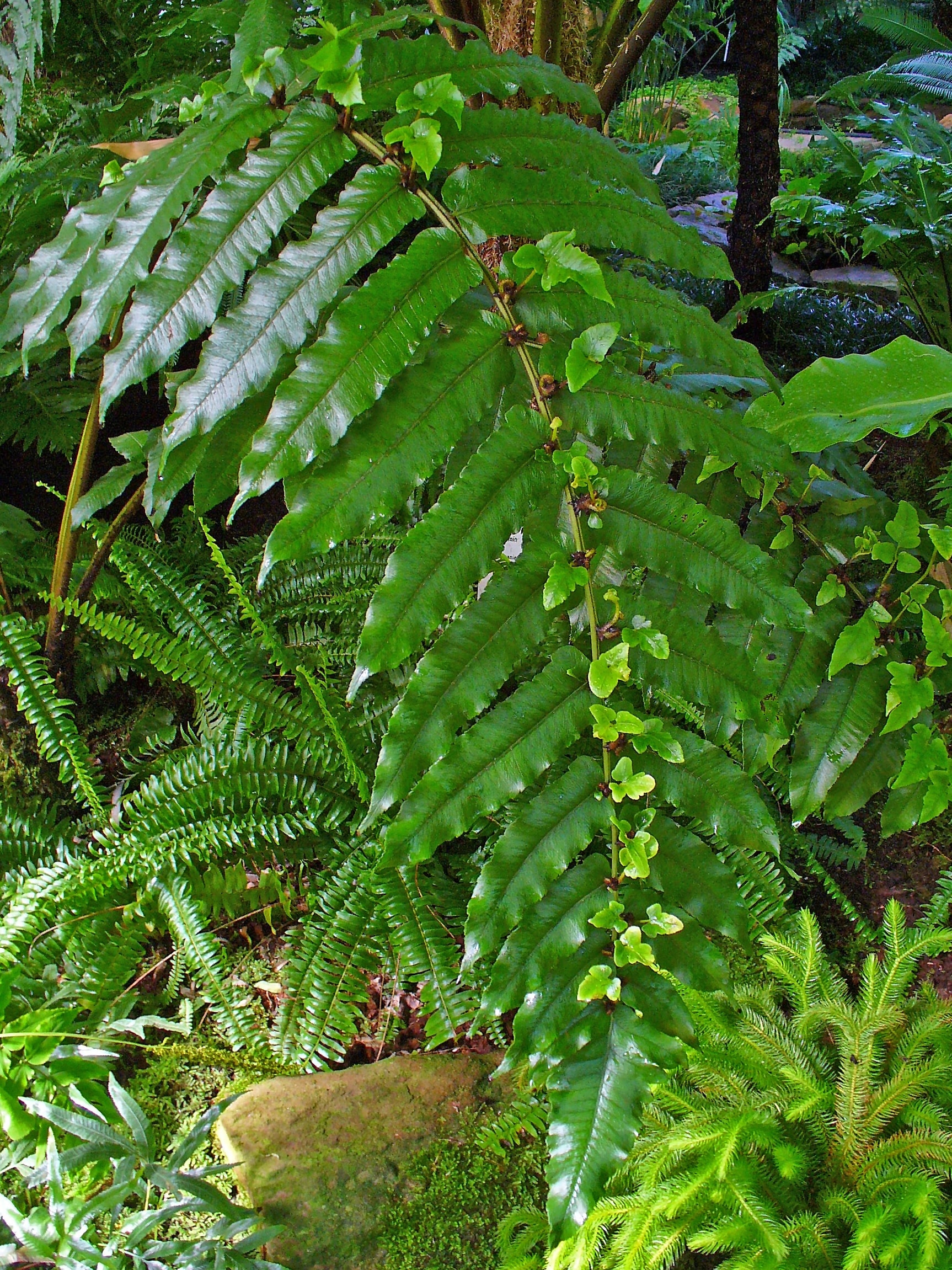 Photo "West Oststadt" by H. Zell (CC BY-SA) / Cropped from original