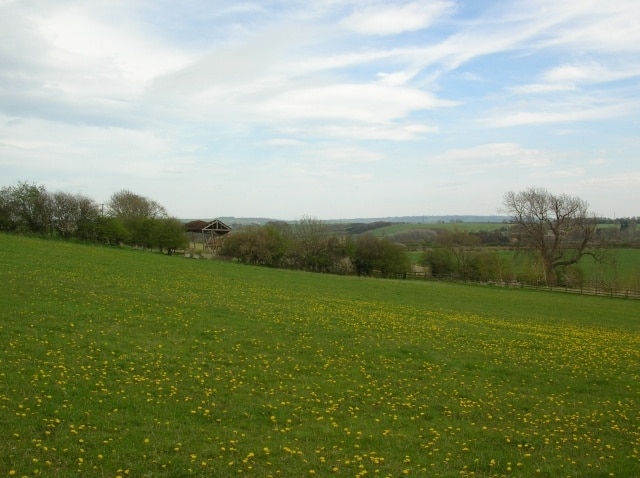 Foto “Crambe” tomada por DS Pugh (CC BY-SA); recorte de la original